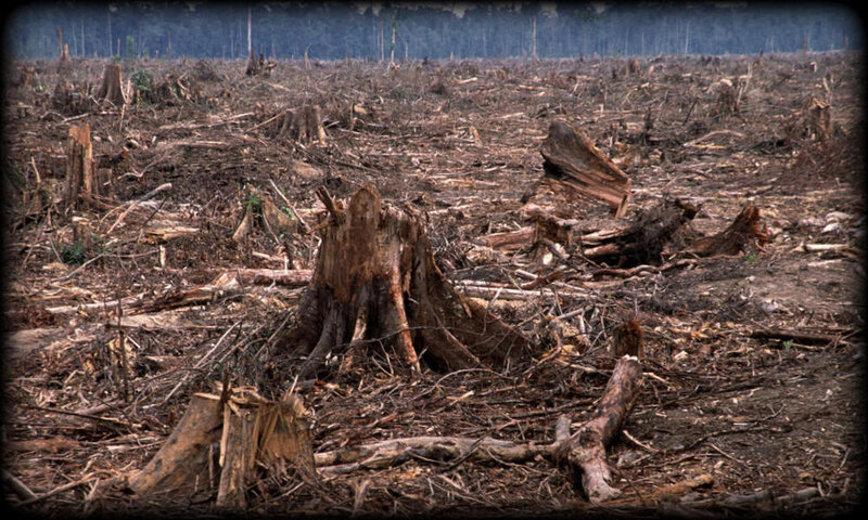 deforestation_causes_HI_104236