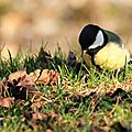 Mésange charbonnière, Parus major