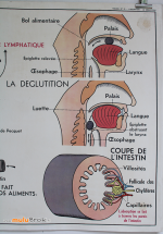 AFFICHE-MDI-3 Absorption-Deglutition-muluBrok