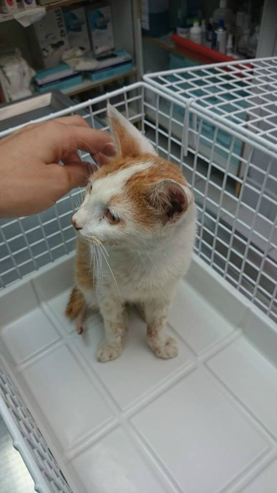 Beryl Ou La Triste Vie D Un Chat Abandonne Faite De Violence De Maltraitance De Faim Et De Peur Les Creoles Ont La Parole