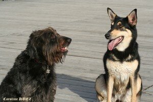 chiens_10_nov_2006_070_copie