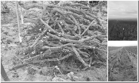 vignes de janvier 2023 en noir et blanc1