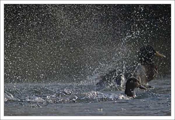 ville lulu canard bain gouttes 4 matin 111112