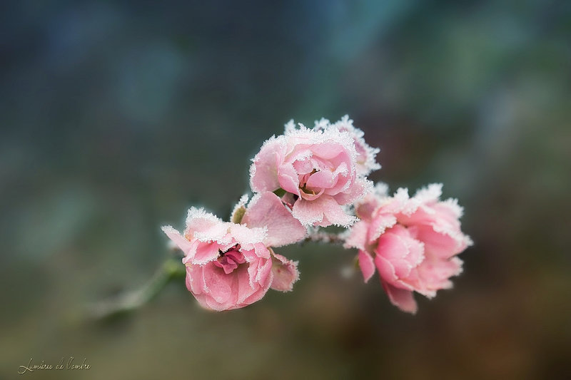wb_roses givrées_20220116_7253c