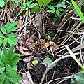 Morille commune en bordure de prairie...