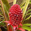 Dole Plantation (150)