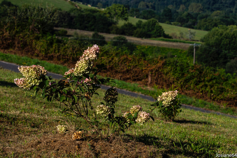 17082019-_MG_5560