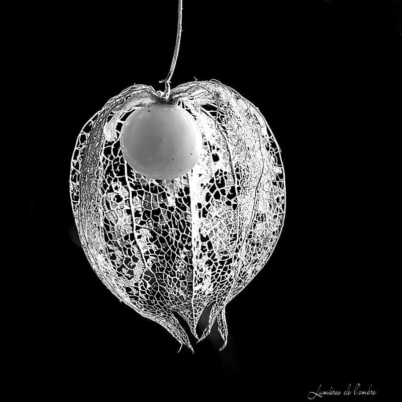wb_Mariée_20190204_2315