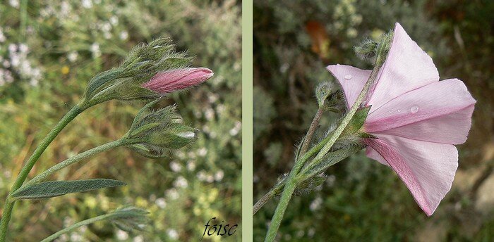 Liseron Des Monts Cantabriques Blog Vegetal