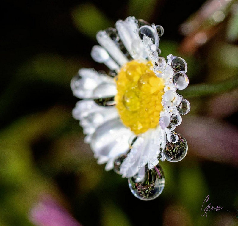 IMG_4756 gin