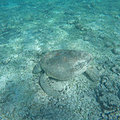 Madagascar Nosy Iranja Tortue Luth qui mange 4