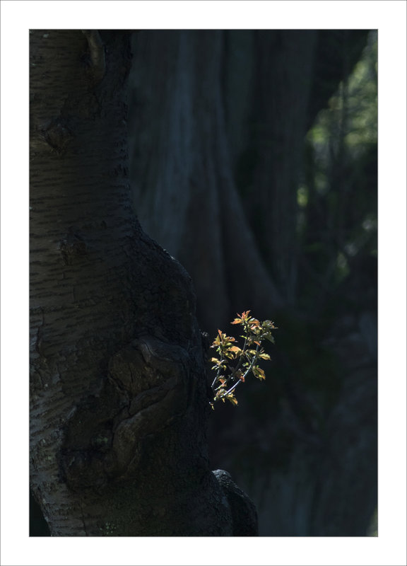 arbre feuillage contrej 030421 3