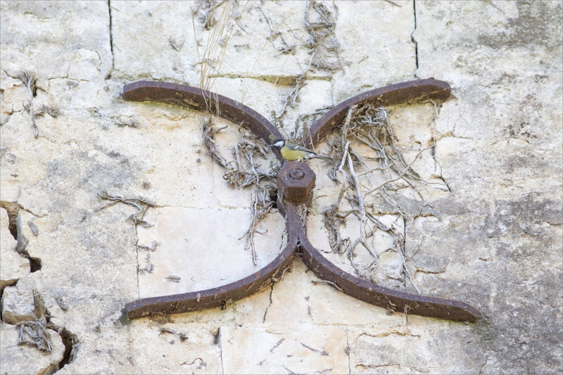 Mur X oiseau mésange 070820 3 ym