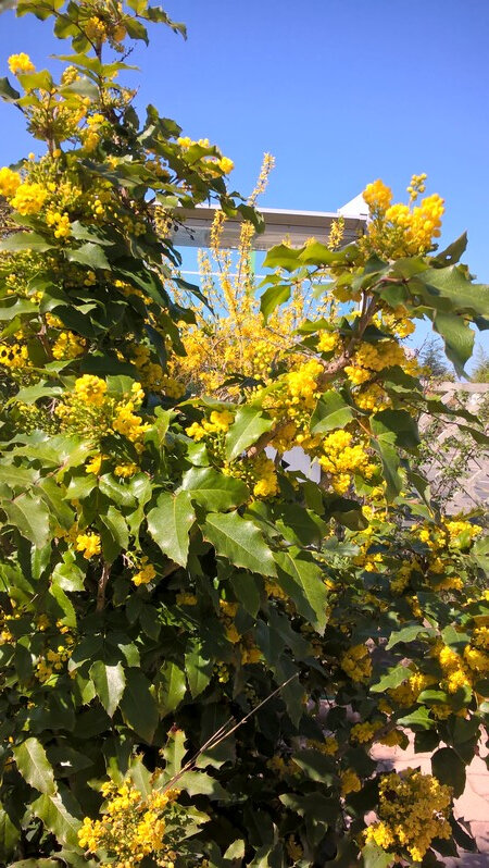 20190331 mahonia
