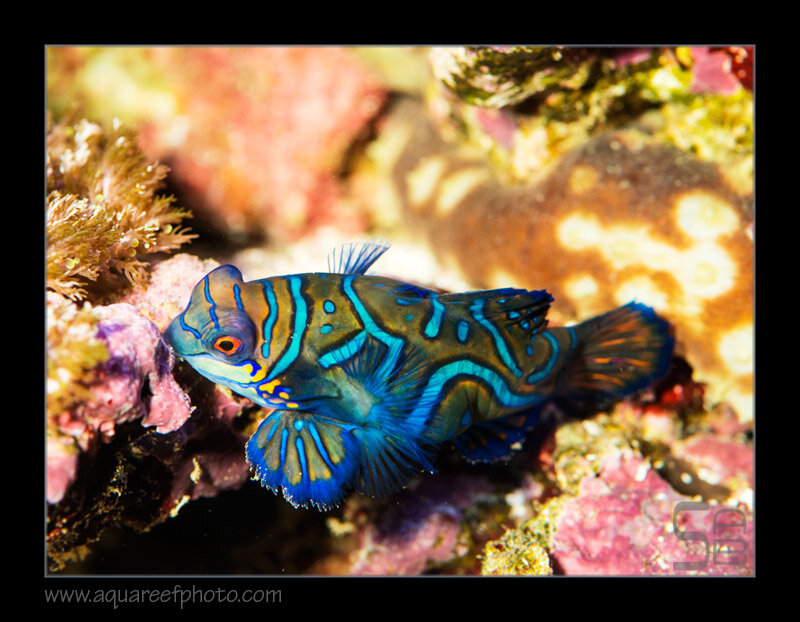 splendidus7781_080220