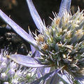 Scolie hirsute • Scolia hirta subsp. unifasciata