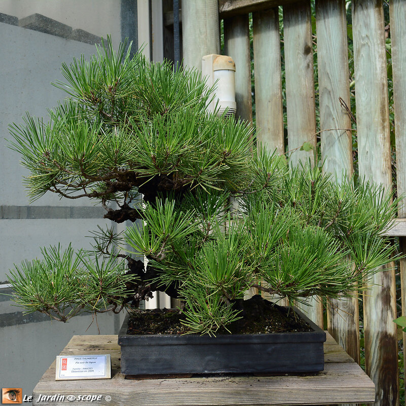 PAT_0985-Bonsai