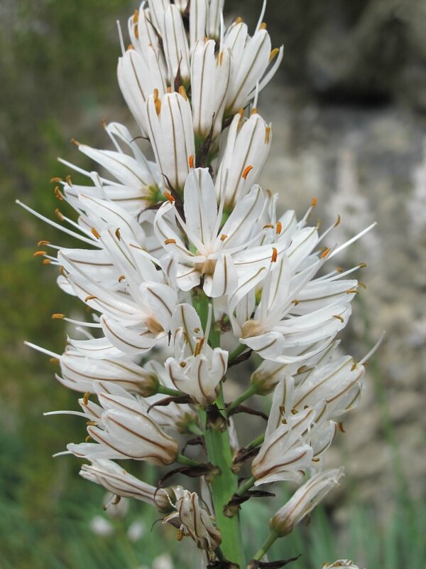 Asphodèle blanc (2) - Photo de Fleurs de montagne - Randonnées et photos