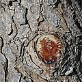 P1080374 - Copie