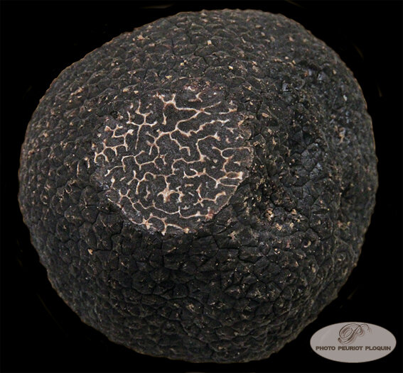 TRUFFE_NOIRE_Tuber_melanosporum