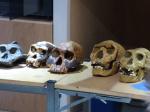 Crânes préhistoriques