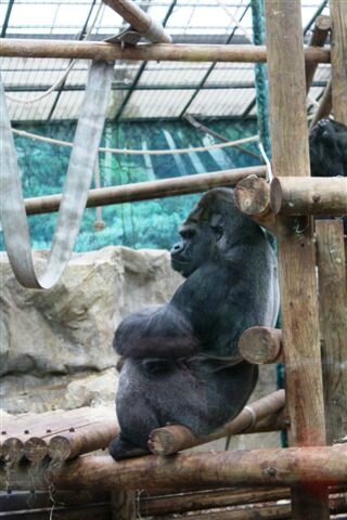 Asato, plus vieux mâle gorille de Beauval ©Kid Friendly