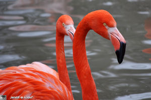 Flamant rose
