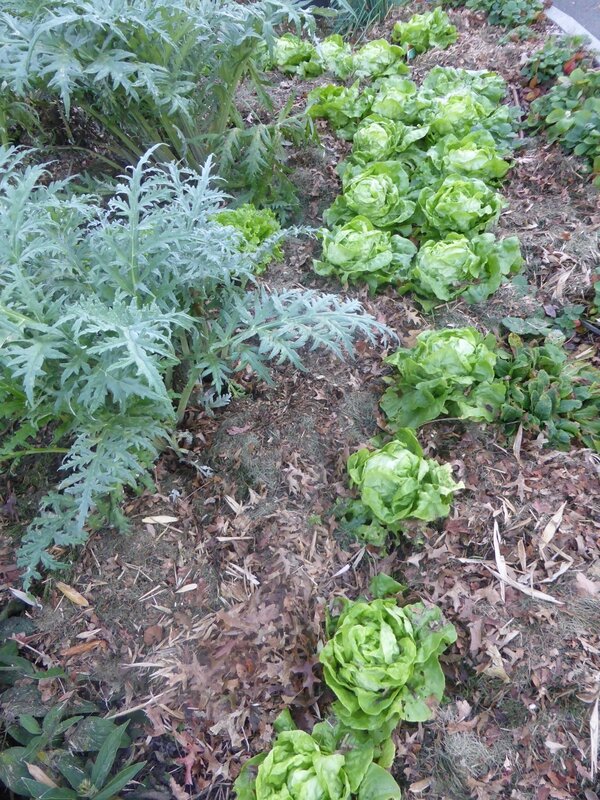 18-salades (2)