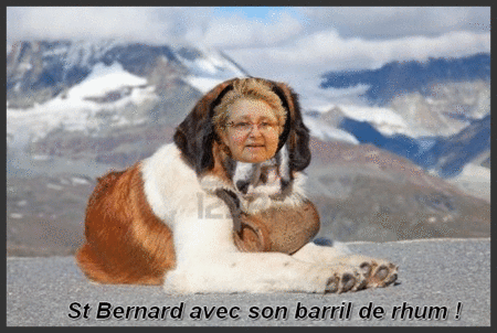 10282096-saint-bernard-chien-avec-baril-pret-pour-l-39-operation-de-sauvetage