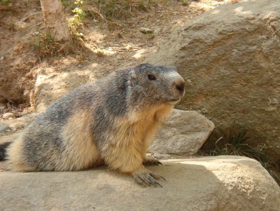 Si J'étais Un Animal Je Serais Et Pourquoi Si j'étais un animal ! - " à mi-cheminsur les pas de Cybèle