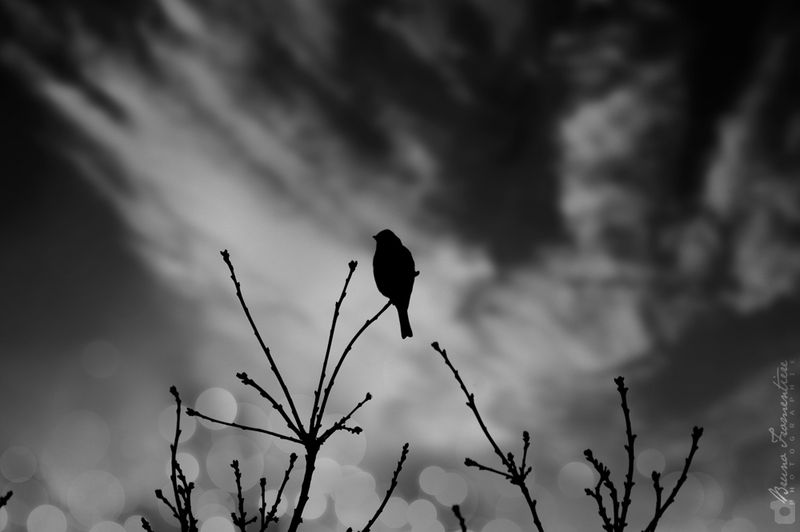 The_bird_1000