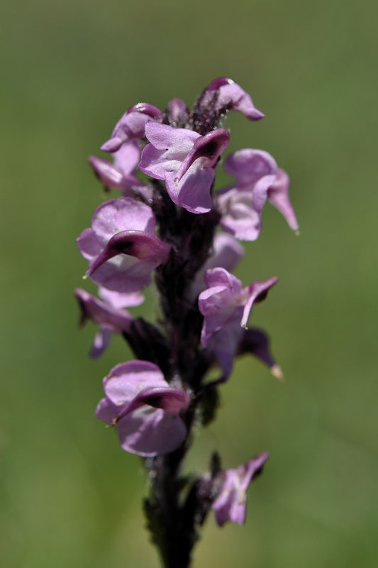 _DSC0711_Pedicularis_rostratospicata