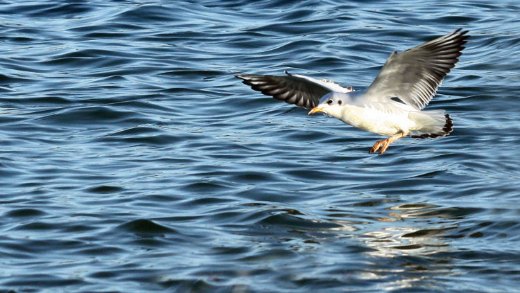 Mouette_atterrissage_IMG_3530