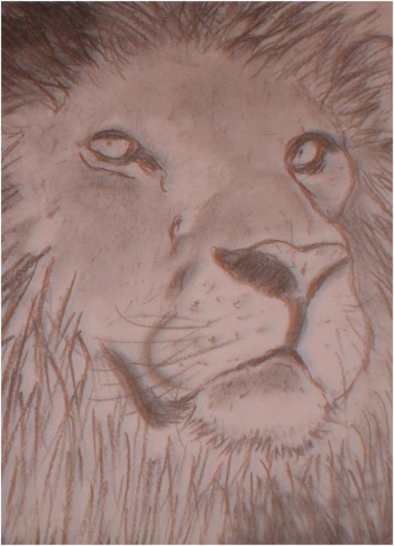 Lion Fusain De Del Le Monde Du Dessin