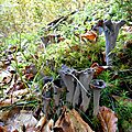 Trompettes de la mort, craterellus cornucopioïdes...