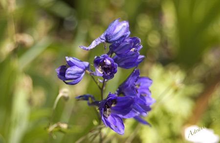 delphinium_bleu_fonc_