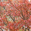 arbre rouge