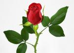 rose-geek-3
