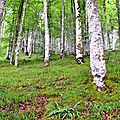Hêtres rectilignes dans les pentes de Boesou.