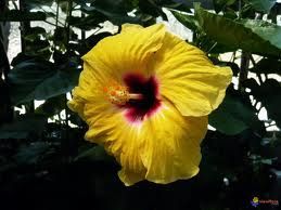 hibiscus_jaune