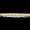 Pendentif en forme d’anguille, chine, période finale des shang ou début des zhou occidentaux, ca 12° – 10° siècles bce