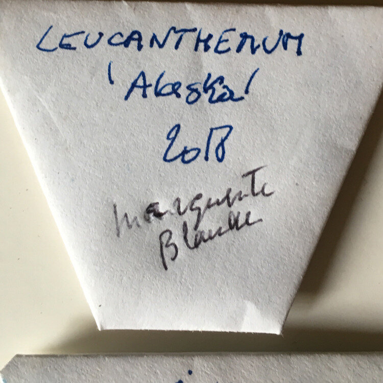leucanthemum-Alaska