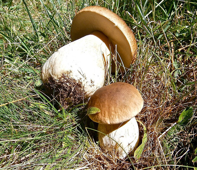 boletus-edulis-144502