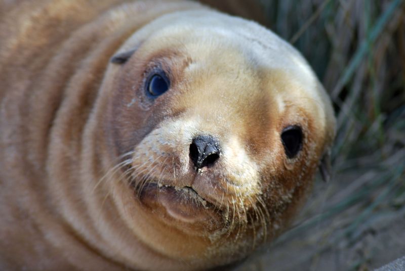 Bebe Lion De Mer Des Heures Pour Le Trouver Photo De 42 Animaux Nouvelle Zelande En Route Pour L Aventure