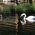 Le gardon à alès (1)