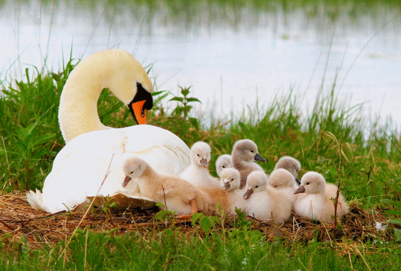 Cygne
