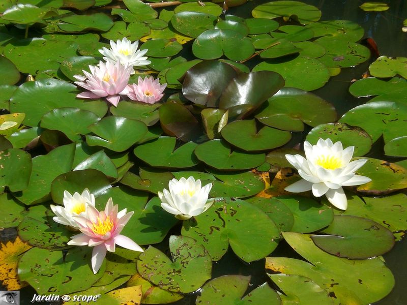 L'eau plante I I étang Plante étiage ressemble à notre Nénuphar. Lotus-Fleur 