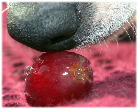 raisin (6)