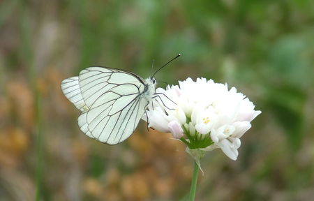 combe_de_Biol_066