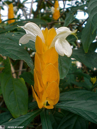 Pachystachys lutea